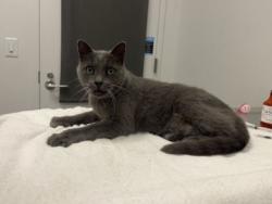 Shelter Stray Male Cat last seen Pennsylvania and 11th St, KCMO, 64105, 64105, MO, 7077 Elmwood Ave, Kansas City, MO 64132, USA