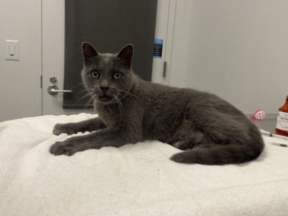 Shelter Stray Male Cat last seen Pennsylvania and 11th St, KCMO, 64105, 64105, MO, 7077 Elmwood Ave, Kansas City, MO 64132, USA