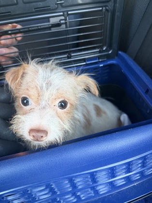 Shelter Stray Male Dog last seen Near SHERYL DR, 30032, GA, 3280 Chamblee Dunwoody Rd, Chamblee, GA 30341, USA