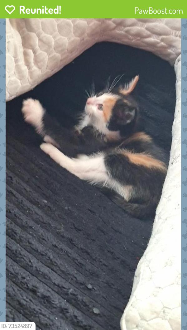 Reunited Female Cat last seen Hudson, Salem, OR 97301