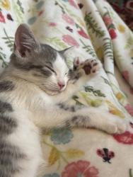 Shelter Stray Female Cat last seen Near Dial Drive, Stone Mountain, GA, 30083, 30083, GA, 3280 Chamblee Dunwoody Rd, Chamblee, GA 30341, USA