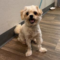 Shelter Stray Female Dog last seen Imperial Beach, CA, 91932, 5500 Gaines St, San Diego, CA 92110, USA