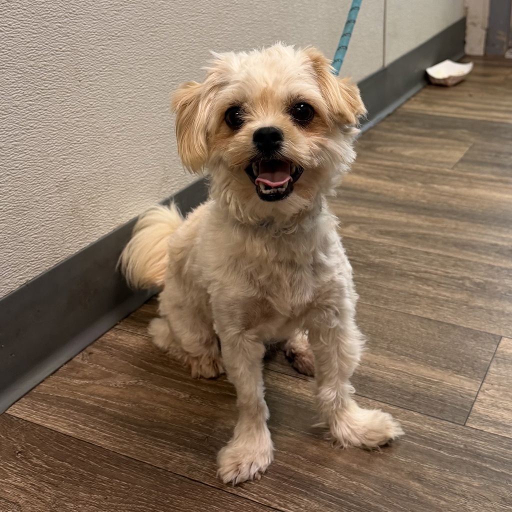 Shelter Stray Female Dog last seen Imperial Beach, CA, 91932, 5500 Gaines St, San Diego, CA 92110, USA