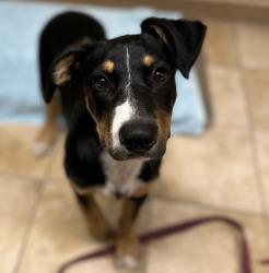 Shelter Stray Female Dog last seen N McCoy Ct and N Woolsey Ave, PORTLAND, OR, 97203, 1700 W Historic Columbia River Hwy, Troutdale, OR 97060, USA