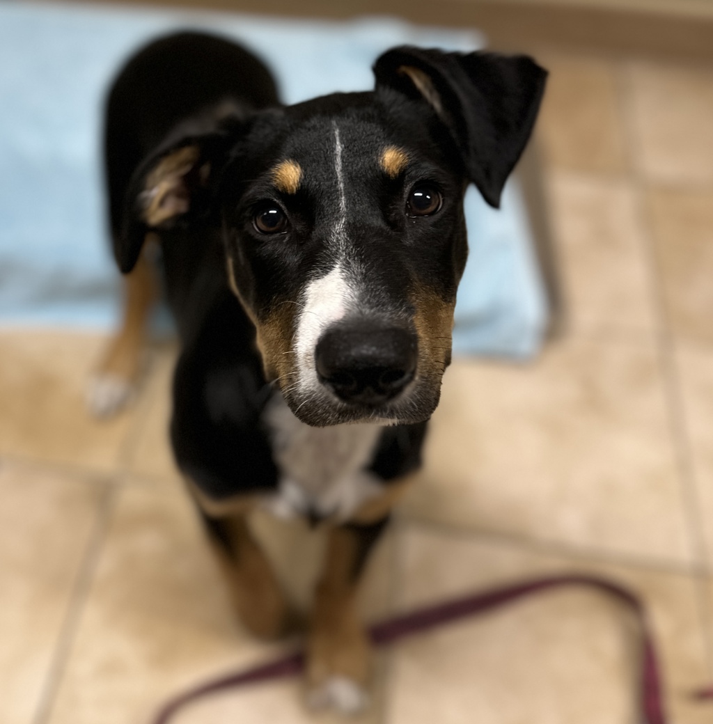 Shelter Stray Female Dog last seen N McCoy Ct and N Woolsey Ave, PORTLAND, OR, 97203, 1700 W Historic Columbia River Hwy, Troutdale, OR 97060, USA