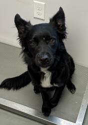 Shelter Stray Male Dog last seen Near W 660 S, SALT LAKE CITY, UT, 84104, 511 W 3900 S, Salt Lake City, UT 84123, USA