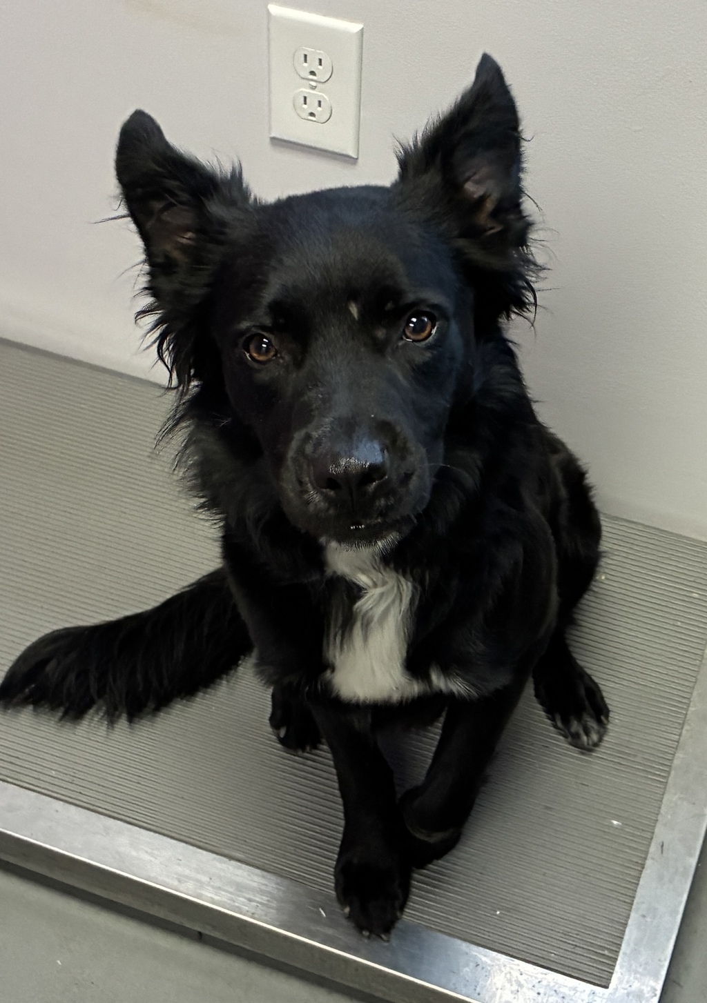 Shelter Stray Male Dog last seen Near W 660 S, SALT LAKE CITY, UT, 84104, 511 W 3900 S, Salt Lake City, UT 84123, USA