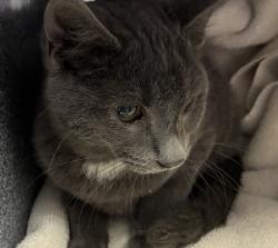 Shelter Stray Male Cat last seen Apt 3207,7400 S State Street, Midvale, UT, 84047, 511 W 3900 S, Salt Lake City, UT 84123, USA