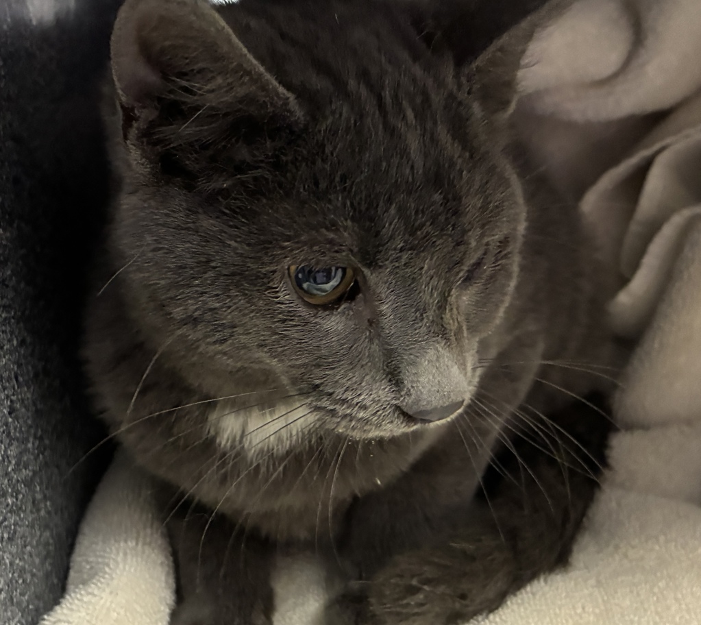 Shelter Stray Male Cat last seen Apt 3207,7400 S State Street, Midvale, UT, 84047, 511 W 3900 S, Salt Lake City, UT 84123, USA