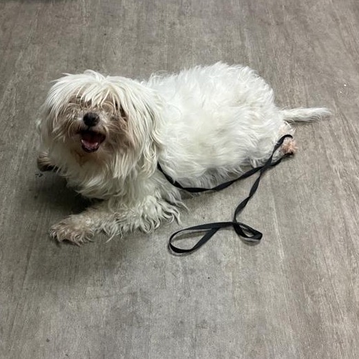 Shelter Stray Female Dog last seen , 361 S Raymond Ave, Pasadena, CA 91105, USA