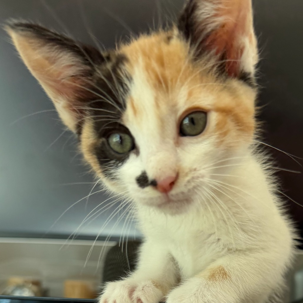 Shelter Stray Female Cat last seen , 361 S Raymond Ave, Pasadena, CA 91105, USA