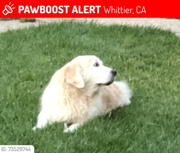 Lost Female Dog last seen Whittier and Briarville, Whittier, CA 90602