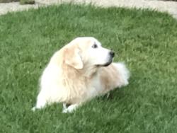 Lost Female Dog last seen Whittier and Briarville, Whittier, CA 90602