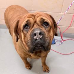 Shelter Stray Female Dog last seen , 2608 Center St, Tacoma, WA 98409, USA