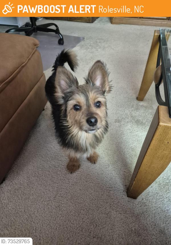 Found/Stray Male Dog last seen Peaslake Ct, Rolesville, NC 27571