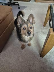 Found/Stray Male Dog last seen Peaslake Ct, Rolesville, NC 27571