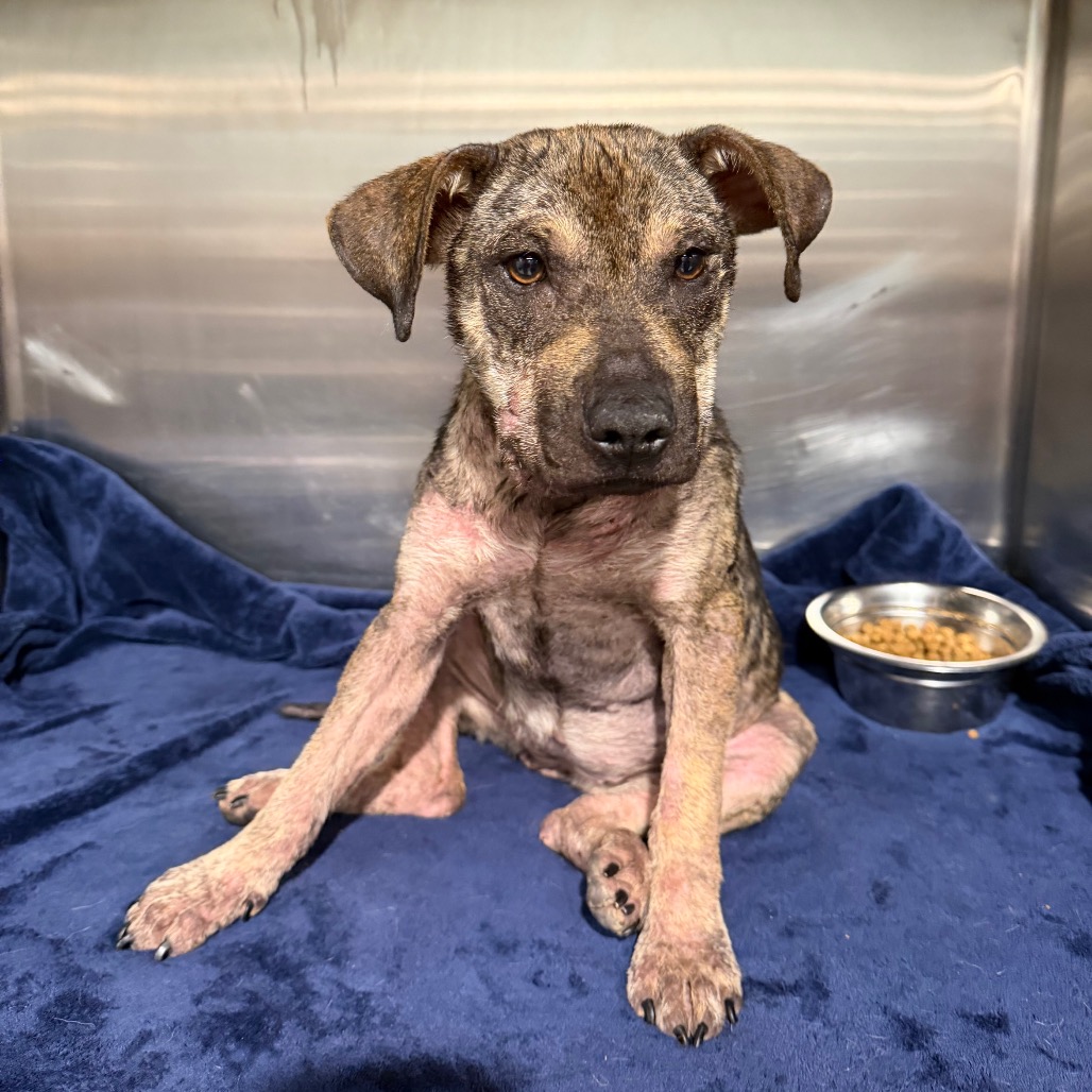 Shelter Stray Female Dog last seen , 3607 N Armenia Ave, Tampa, FL 33607, USA