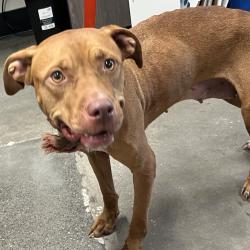 Shelter Stray Female Dog last seen , 3607 N Armenia Ave, Tampa, FL 33607, USA