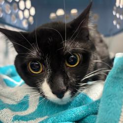 Shelter Stray Male Cat last seen , 3607 N Armenia Ave, Tampa, FL 33607, USA