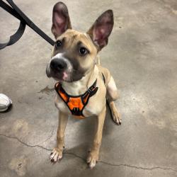 Shelter Stray Male Dog last seen , 3607 N Armenia Ave, Tampa, FL 33607, USA