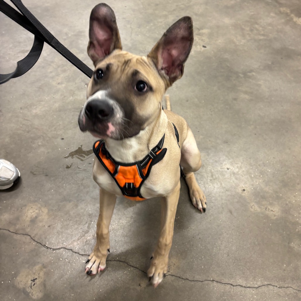Shelter Stray Male Dog last seen , 3607 N Armenia Ave, Tampa, FL 33607, USA