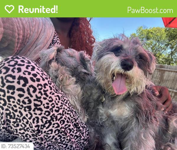 Reunited Female Dog last seen Parkerville, Wolf creek, Desoto, DeSoto, TX 75115
