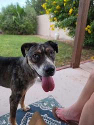 Found/Stray Male Dog last seen Near W Keating Ave, Mesa, AZ 85202, Mesa, AZ 85202