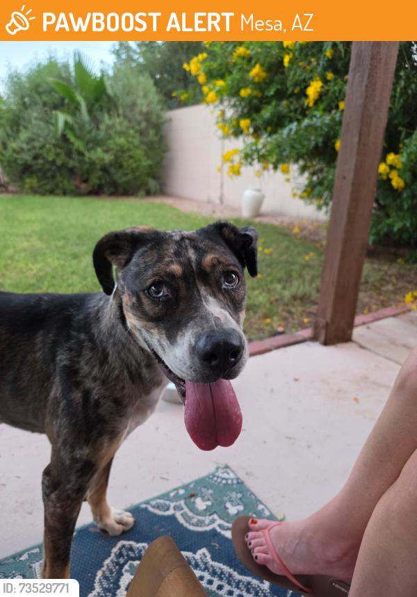 Found/Stray Male Dog last seen Near W Keating Ave, Mesa, AZ 85202, Mesa, AZ 85202