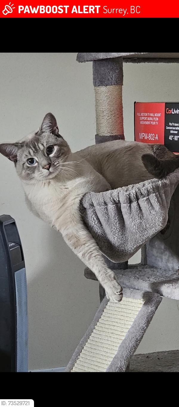 Lost Male Cat last seen 70a & 190, Surrey, BC 