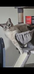 Lost Male Cat last seen 70a & 190, Surrey, BC 