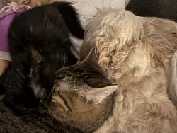 Reunited Male Cat last seen Covell and Kelley, Edmond, OK 73003
