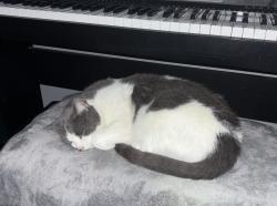Reunited Female Cat last seen Castlemilk fire station, Glasgow City, Scotland 