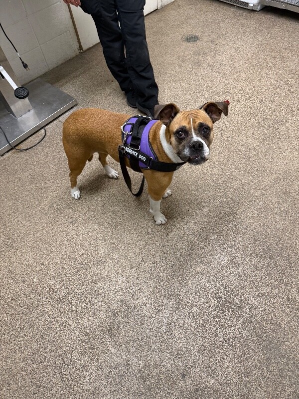 Shelter Stray Female Dog last seen Near W Center St, North Salt Lake, UT 84054, USA, 1422 E 600 N, Fruit Heights, UT 84037, USA