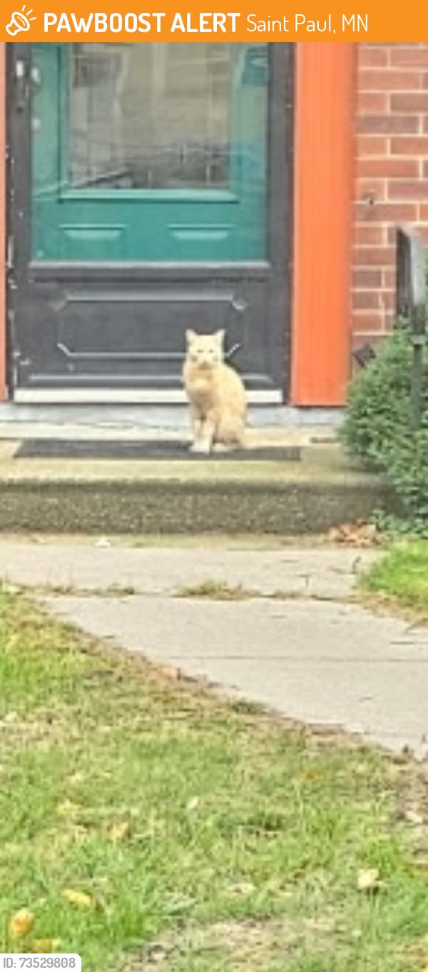Found/Stray Unknown Cat last seen Arlington and grotto, Saint Paul, MN 55117