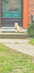Found/Stray Unknown Cat last seen Arlington and grotto, Saint Paul, MN 55117