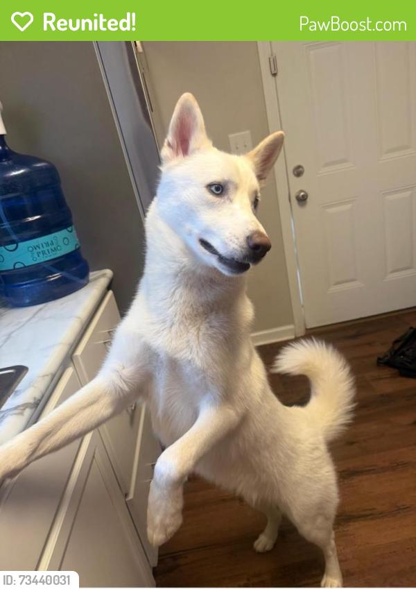 Reunited Male Dog last seen Near Gayview drive, Knoxville, TN 37920