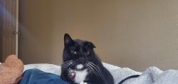 Reunited Male Cat last seen W Detroit st and Fur st, Broken Arrow, OK 74012