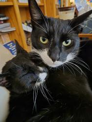 Lost Male Cat last seen Noon Rd x E Pole Rd by the Faber Construction area, Whatcom County, WA 98226