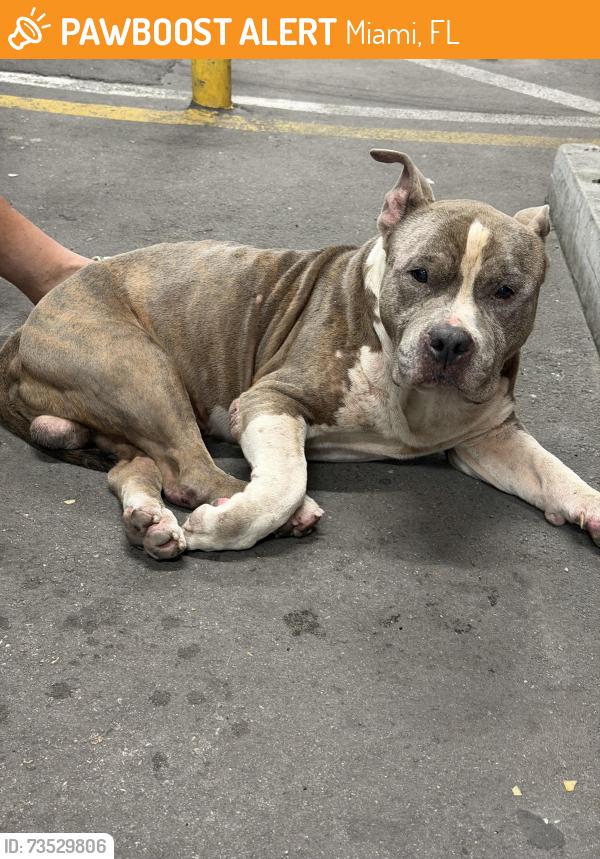 Found/Stray Male Dog last seen Loundry , supermercado, Miami, FL 33142