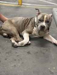 Found/Stray Male Dog last seen Loundry , supermercado, Miami, FL 33142