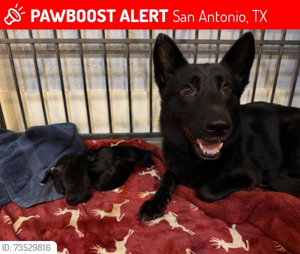 Lost Female Dog last seen Militants, San Antonio, TX 78221