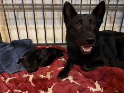 Lost Female Dog last seen Militants, San Antonio, TX 78221