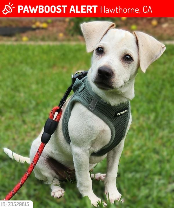 Lost Male Dog last seen Freeman Ave & 119th, Hawthorne, CA 90250