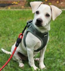 Lost Male Dog last seen Freeman Ave & 119th, Hawthorne, CA 90250