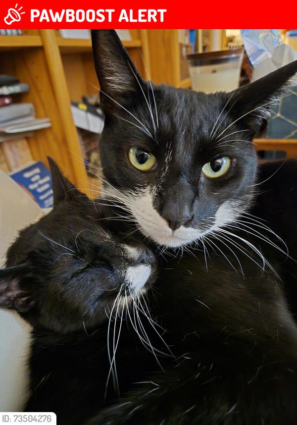 Lost Male Cat last seen Noon Rd x E Pole Rd by the Faber Construction area, Whatcom County, WA 98226