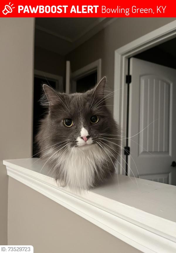 Lost Female Cat last seen Russellville Rd and Weatherstone Blvd, Bowling Green, KY 42101
