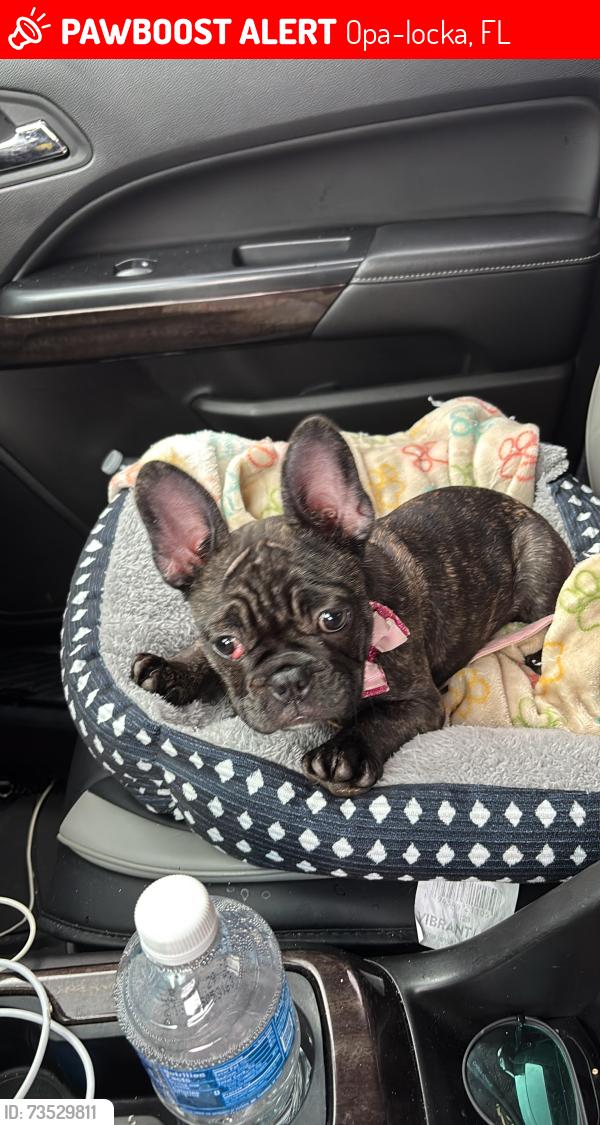Lost Female Dog last seen Near Oriental Bulevar Opa Loka Fl 33054, Opa-locka, FL 33054