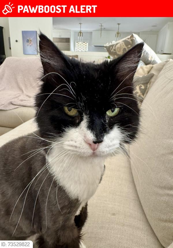 Lost Male Cat last seen Near wynn dr. Avondale ests ga 30002, Avondale Estates, GA 30002