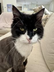 Lost Male Cat last seen Near wynn dr. Avondale ests ga 30002, Avondale Estates, GA 30002
