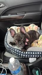 Lost Female Dog last seen Near Oriental Bulevar Opa Loka Fl 33054, Opa-locka, FL 33054